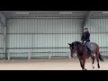 Selle Français - Hongre, 5 ans