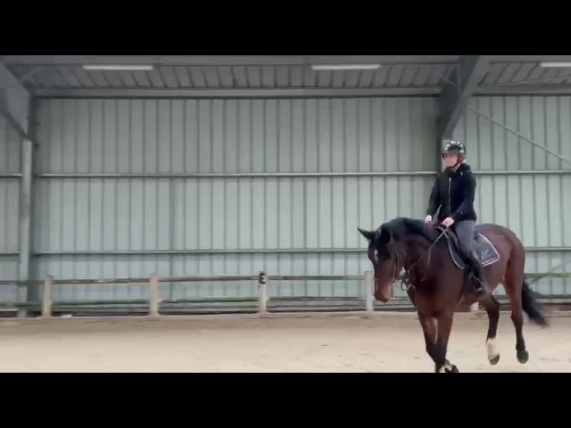 Selle Fran&ccedil;ais - Hongre, 5 ans