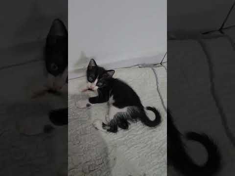 Vídeo de Frajola