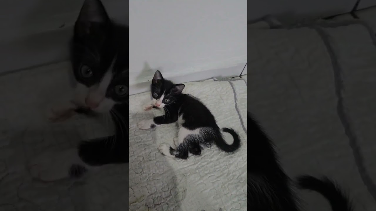 Gato raça SRD-ViraLata idade Abaixo de 2 meses nome Frajola