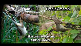 Download lagu Trik pikat burung kecil // Mikat prenjak bersama ARIF CHANNEL dijamin burungnya nyungsang mp3