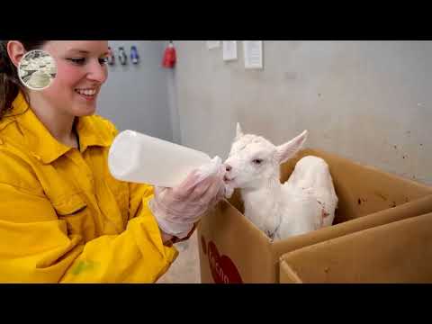 How the Most Expensive Bird’s Nests Are Harvested – Swiftlet Farming Techniques and Nest Collection