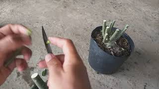 Hướng dẫn kỹ thuật ghép hoa sứ Thái... Hướng dẫn kỹ thuật ghép hoa sứ Thái...