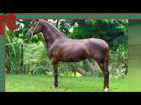 MENSAGEM NATAL  2024