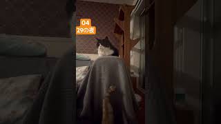 明日も頑張ろうの夜 #猫 #チャウチャウ #犬のいる暮らし #ねこのいる暮らし #犬