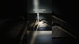 Smallest spider in Australia 💀🙏 #huntsman #indiehorrorgame #nemmy