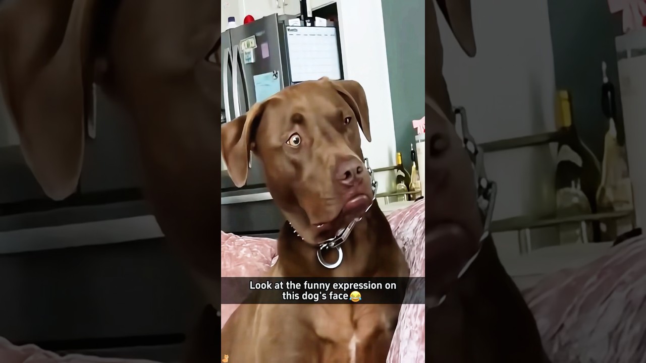 The dog’s expression is really funny #funny #funnypets #youtube #pets #funnyanimals #animals