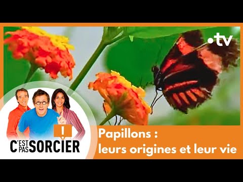 Papillons : leurs origines et leur vie - C'est pas sorcier [Intégrale]