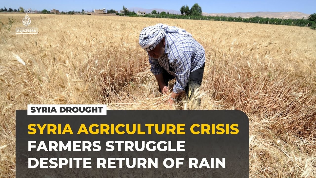 Syria rains end drought but wheat farmers face soaring costs, empty fields