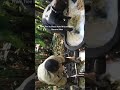 From Tree To Glass How Africans Make Banana Juice