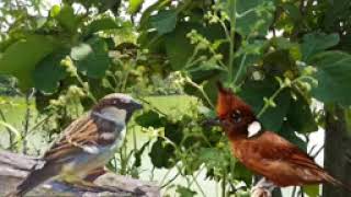 Download lagu masteran gereja tarung vs cililin ful tembak.... mp3 Download lagu masteran gereja tarung vs cililin ful tembak.... mp3