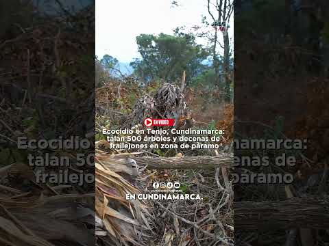 Ecocidio en Tenjo, Cundinamarca: talan 500 árboles y decenas de frailejones en zona de páramo