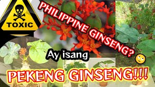 Philippine Ginseng ay Isang FAKE GINSENG!