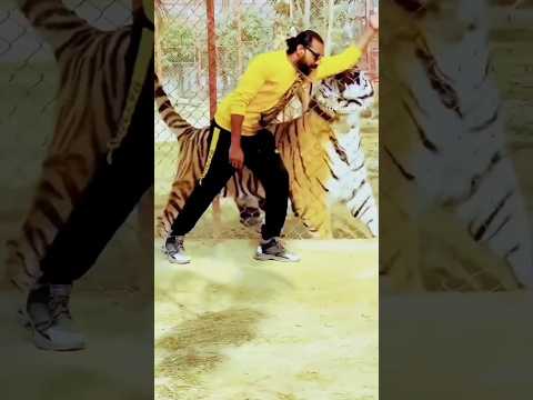 How big are Bengal Tiger?