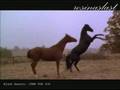 05 BLACK BEAUTY JUMP FOR JOY 1994 SOUNDTRACK