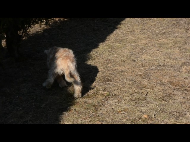 Soft Coated Wheaten Terrier cachorro en venta