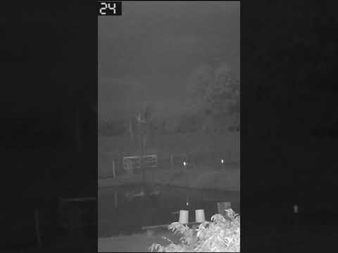 Mais uma aparição, está piquiri cachoeira do sul rs câmeras da casa e os cachorros assustados.