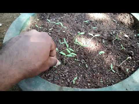 Growing tomatoes in pots - 5 Days old tomato plants