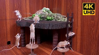 Cat TV Mice in Action! Climbing, Playing & Hiding for Cats to Watch | 4K 60fps