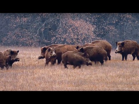 Hunting | Jagd & Natur Filme auf HUNT ON DEMAND - Jagdkrone