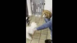 Video preview image #1 Maltese-Unknown Mix Puppy For Sale in Westmont, IL, USA