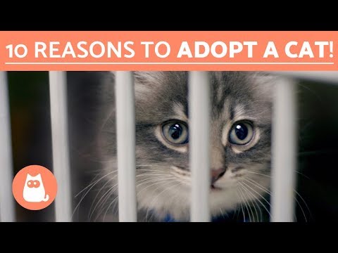 Why you should adopt a cat -  Top 10 reasons to adopt a cat!