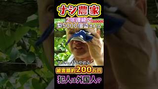 農家倒産🔥〘1338万視聴〙2年連続で梨を泥棒され被害額200万円⁉️犯人は〇〇🧟#農家#梨#泥棒#政治#反応集#Shorts