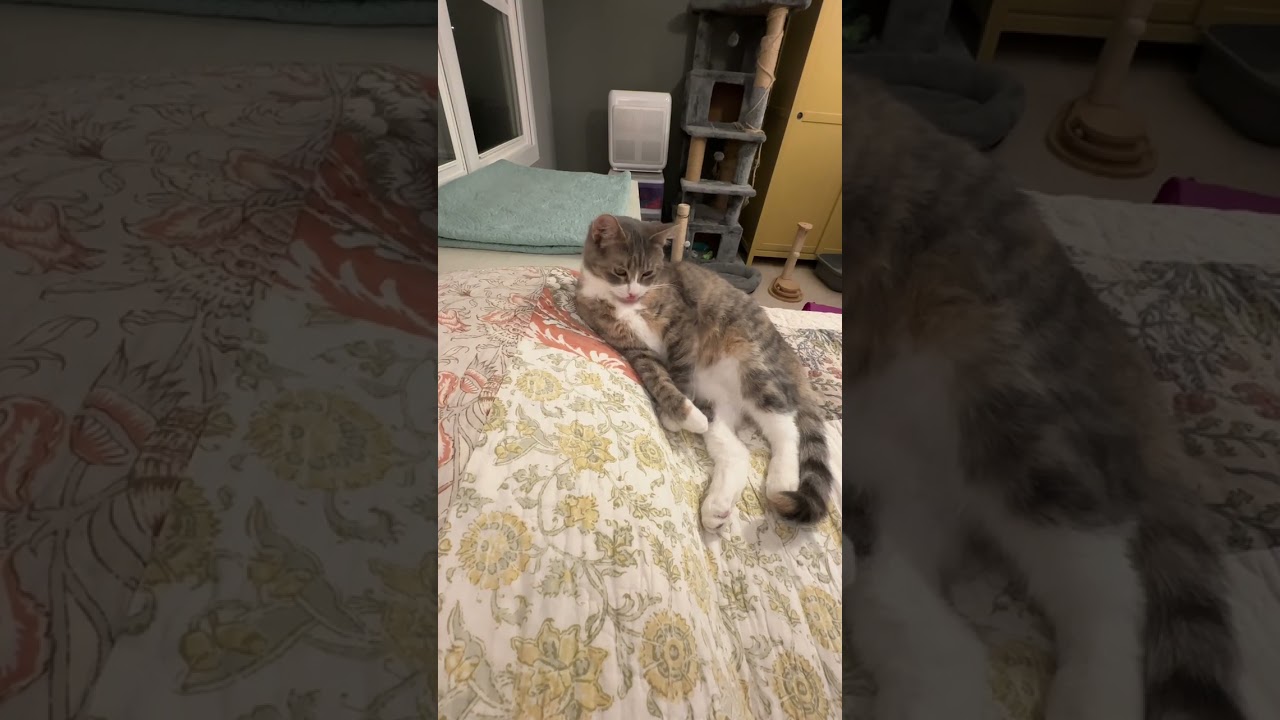 Enlarge Allison C10044, a Adoptable mixed breed in Princeton, MN video 6/6