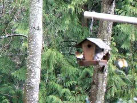 Evening Grosbeaks - a noisy bunch at lunch