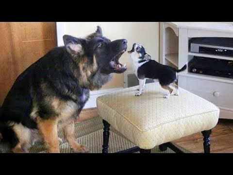 Funny Dogs Barking and Howling Compilation 😜
