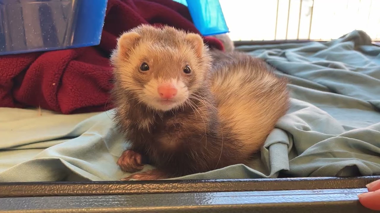 Farina Williams, an adopted Ferret in Eatontown, NJ video 3/5
