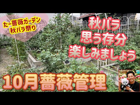 房状のバラ、多輪のバラ 植物