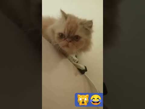 #cutecat#funnycat#ruksana#catvideo#