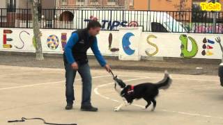 preview picture of video 'Demostració Brigades Canines a l'escola Les Deveses de Salt'