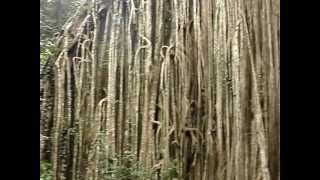 preview picture of video 'Curtain Fig Tree in Yungaburra Australia'