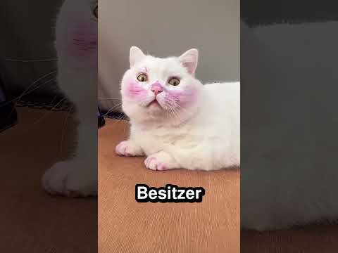 Dieses Kätzchen wollte lila werden 🐱 💜