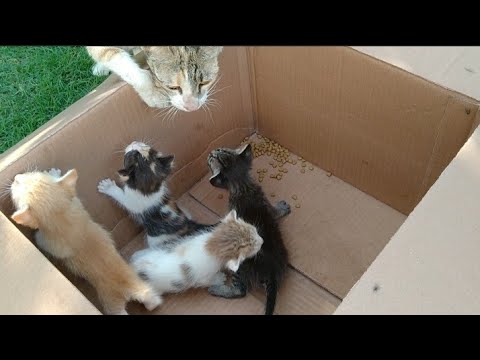 Mom Cat Leaving Her Kittens In Human protection And Going To Have Some Rest