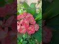 🌸 The name of this plant is 'crown of thorns' 🌱#plantsngardens #plants #crownofthorns #gardens