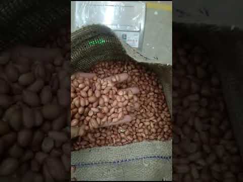 Groundnut Oil Seeds