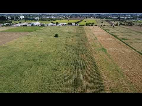 Zbor drona DJI - porumb 2