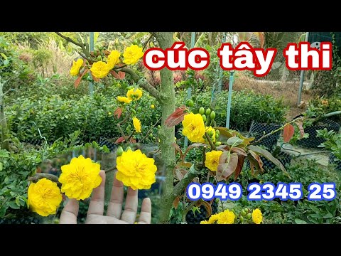 mai cúc tây thi-hoa đẹp-ít rụng nụ-0949234525-29/1/2022