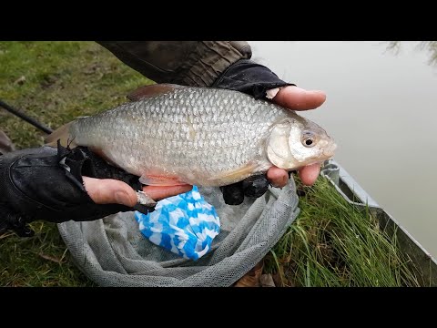 Big Winter Roach, from the Canal