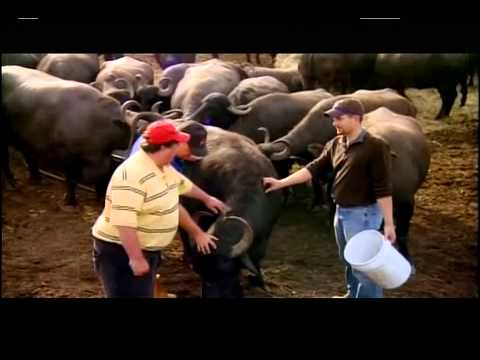 The Feasty Boys Eat America, Vermont Water Buffalo