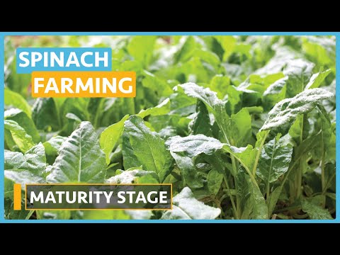 Spinach Farming Lesson 1 Introduction and Seed Selection