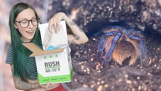 MYSTERY TARANTULA UNBOXING Captive bred ONLY from FangzTV! *Rare species*