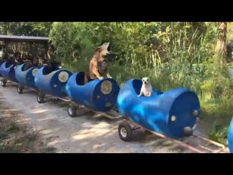 This 80-Year-Old Man Built A Train For Elderly Dogs And It's The Most Wholesome Thing You'll Watch Today