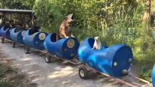 The Dog Train Rolls In Fort Worth