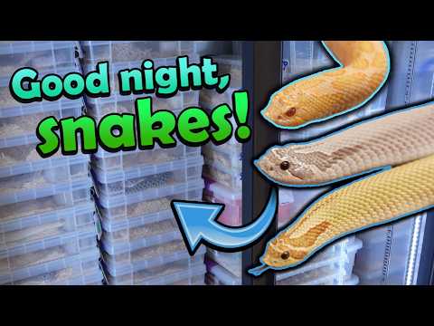 Putting our Snakes in the Fridge for Brumation!