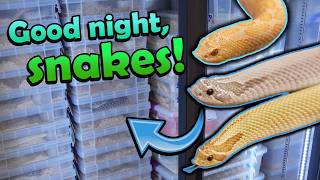 Putting our Snakes in the Fridge for Brumation!