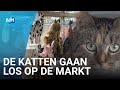 Poezenmarkt op Poezenboot om coronaklap op te vangen